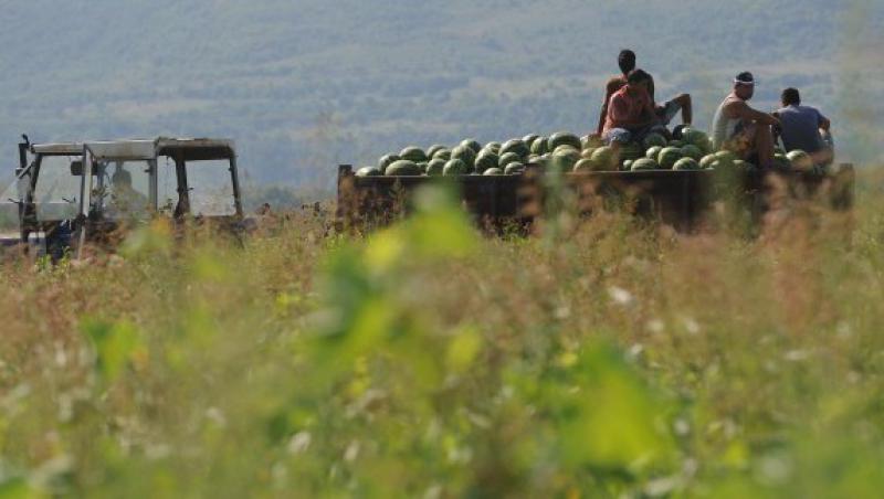 Ajutoare de stat de peste 185 de milioane de euro pentru producatorii agricoli