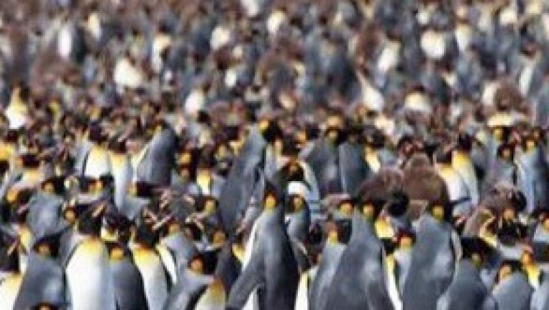 VIDEO! Sute de mii de pinguini pe insula St. George din Oceanul Atlantic