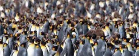 VIDEO! Sute de mii de pinguini pe insula St. George din Oceanul Atlantic