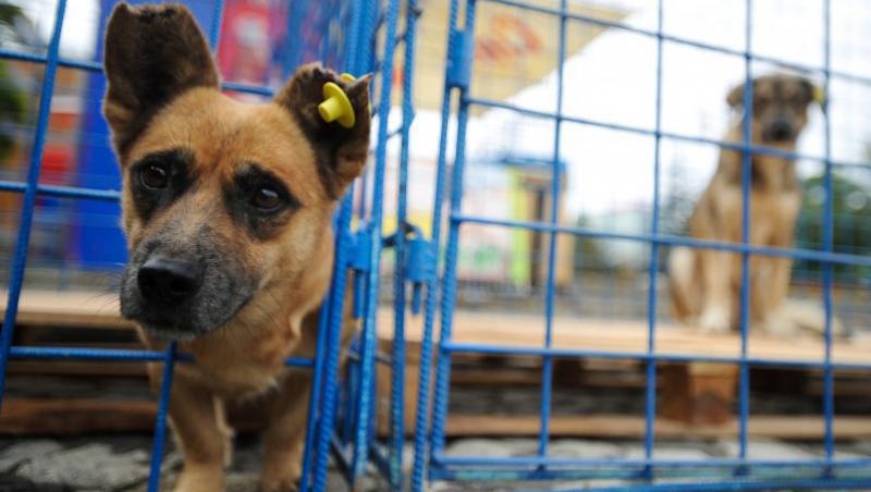VIDEO! Primaria din Pitesti vrea sa curete strazile de animalele fara stapan