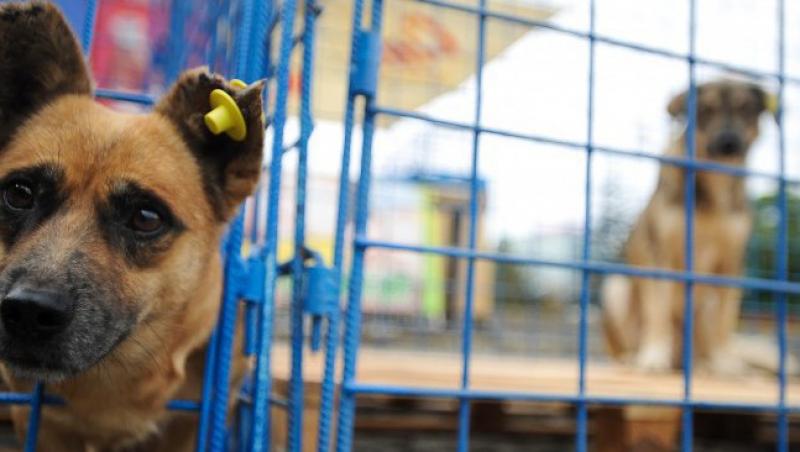 VIDEO! Primaria din Pitesti vrea sa curete strazile de animalele fara stapan
