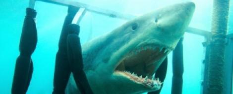 A1.ro iti recomanda azi filmul "Shark Night - Noaptea rechinilor 3D"