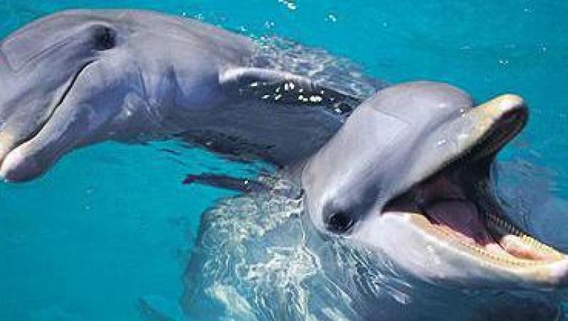 VIDEO! Delfinii din Constanta trebuie sa tina dieta
