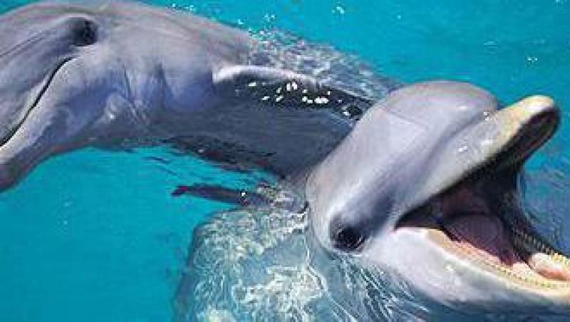 VIDEO! Delfinii din Constanta trebuie sa tina dieta