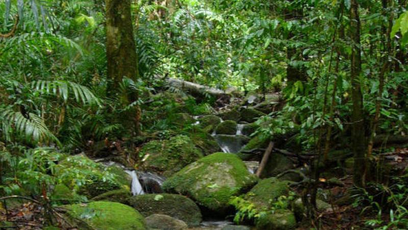 Padurea amazoniana - un periplu de peripetii