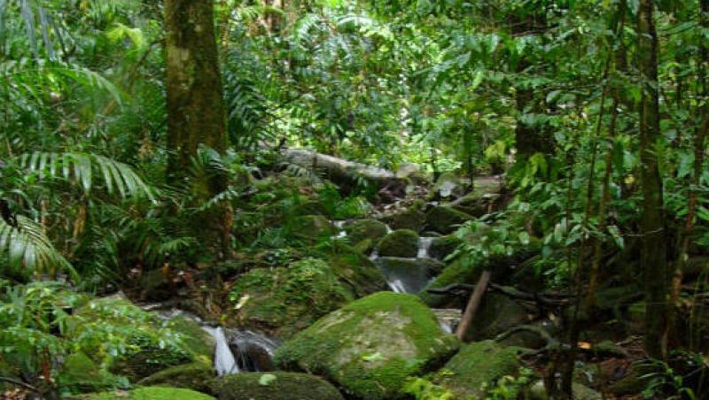 Padurea amazoniana - un periplu de peripetii