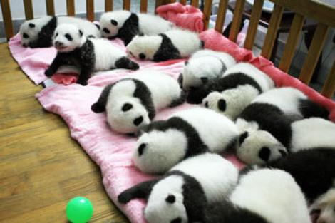 Vezi cum dorm puii de urs panda in China!