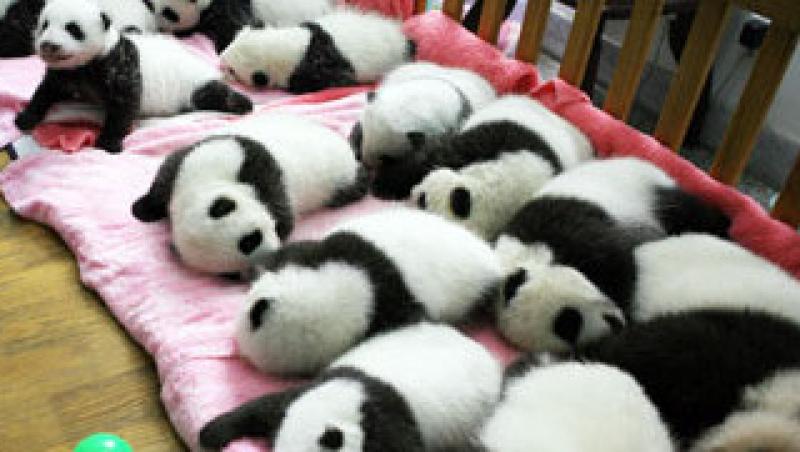 Vezi cum dorm puii de urs panda in China!