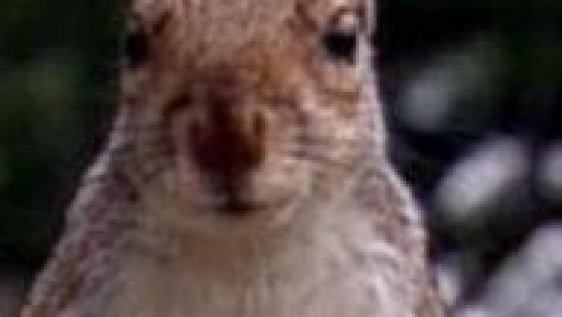 Organele genitale ale unei veverite au socat telespectatorii din Marea Britanie