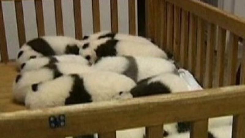 VIDEO! 12 pui de panda la un centru de cercetare din China
