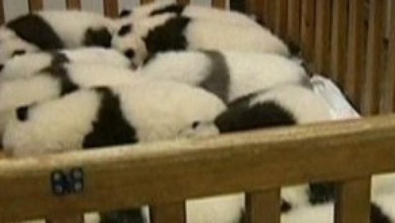 VIDEO! 12 pui de panda la un centru de cercetare din China