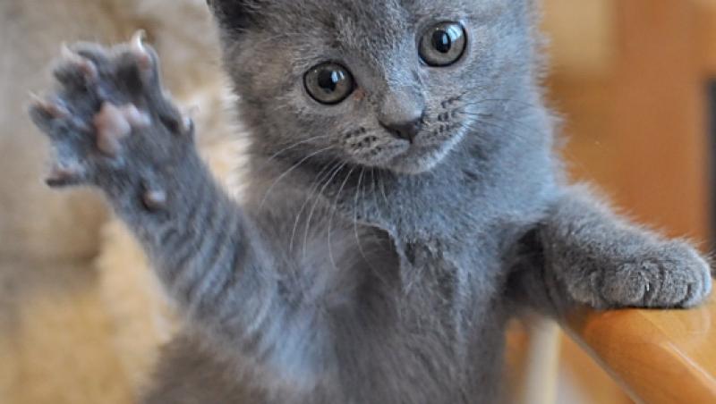 Chartreux, felina cu ochi de chihlimbar