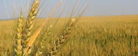 Agricultura romaneasca, pe mainile strainilor: S-a vandut deja 12% din terenul fertil al tarii