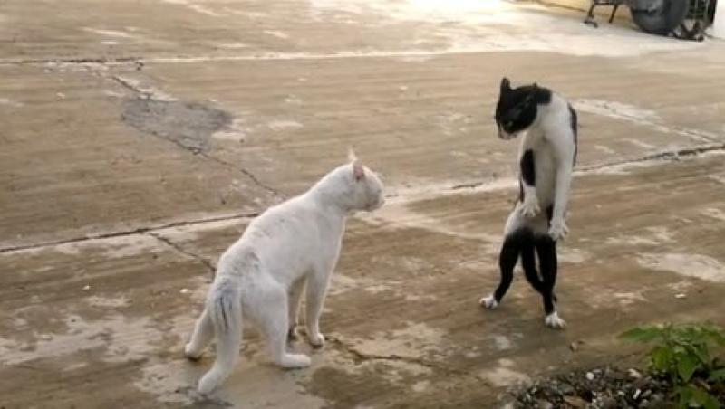 VIDEO! Vezi pisica cu miscari de sarpe!