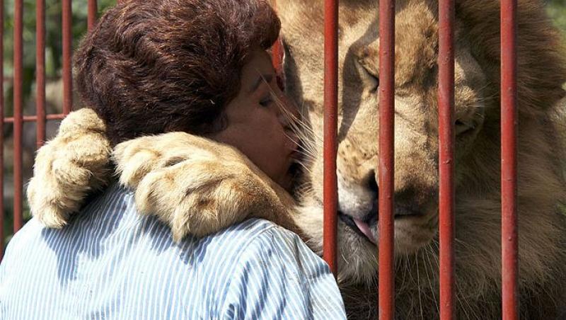 EMOTIONANT! Vezi cum isi imbratiseaza un leu salvatoarea!