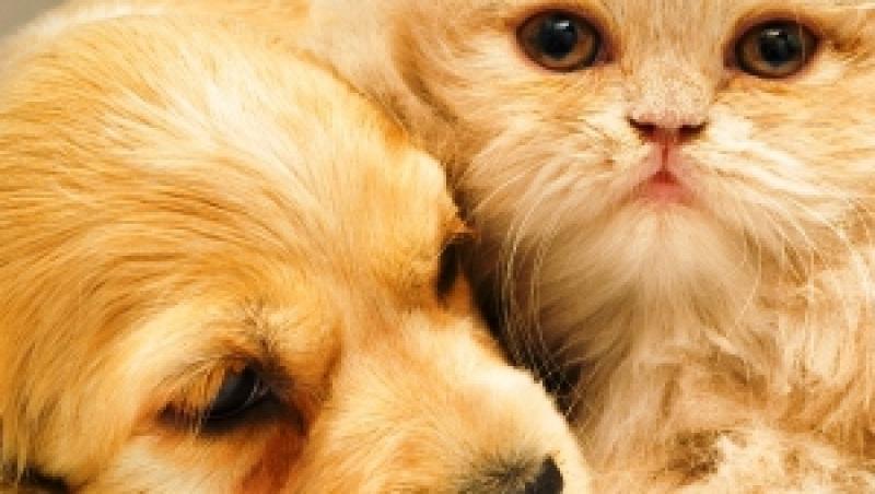 20 de lectii de viata pe care le putem invata de la animalele de companie
