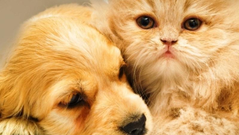 20 de lectii de viata pe care le putem invata de la animalele de companie