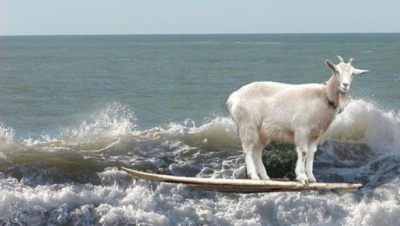 VIDEO! O capra a facut surf pe valurile de pe coastele californiene