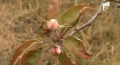 VIDEO! Copaci infloriti la inceput de iarna in Topoloveni