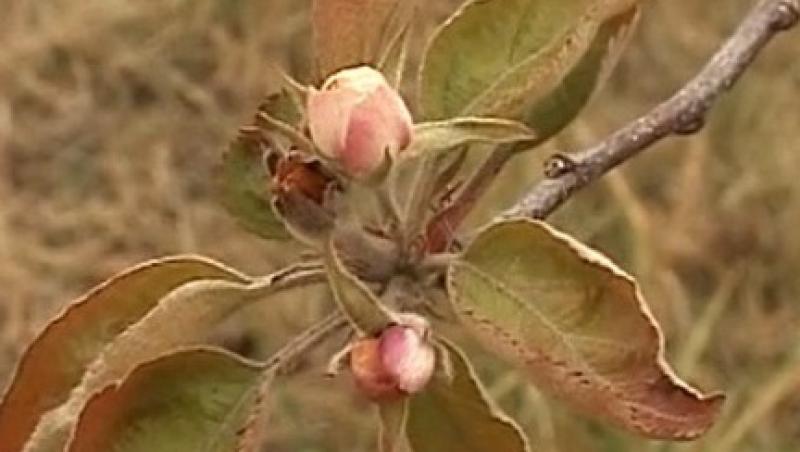VIDEO! Copaci infloriti la inceput de iarna in Topoloveni
