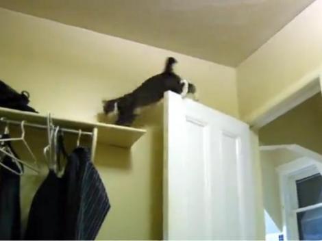 VIDEO! Vezi pisica ce l-ar face invidios pe Spider-Man!