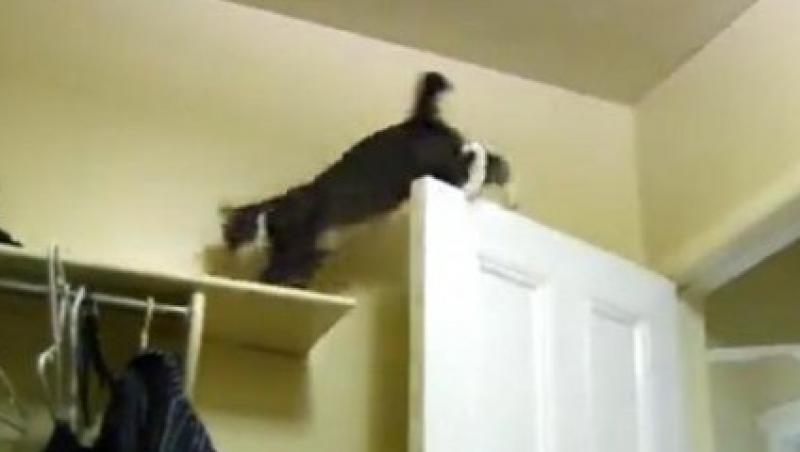 VIDEO! Vezi pisica ce l-ar face invidios pe Spider-Man!