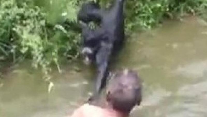 VIDEO! Un brazilian, batut de maimute