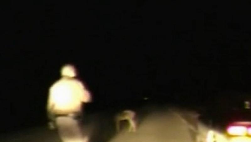 VIDEO! O caprioara a ramas 30 de minute in stare de soc dupa un accident