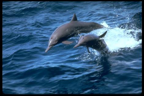 VIDEO! Delfini hraniti cu covrigi in Dambovita!