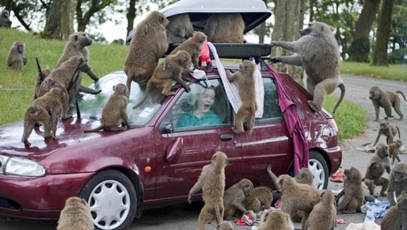 FOTO! Top 5 cele mai amuzante atacuri ale maimutelor