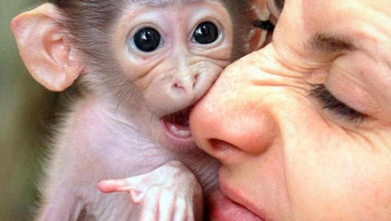 FOTO! Top 5 cele mai amuzante atacuri ale maimutelor