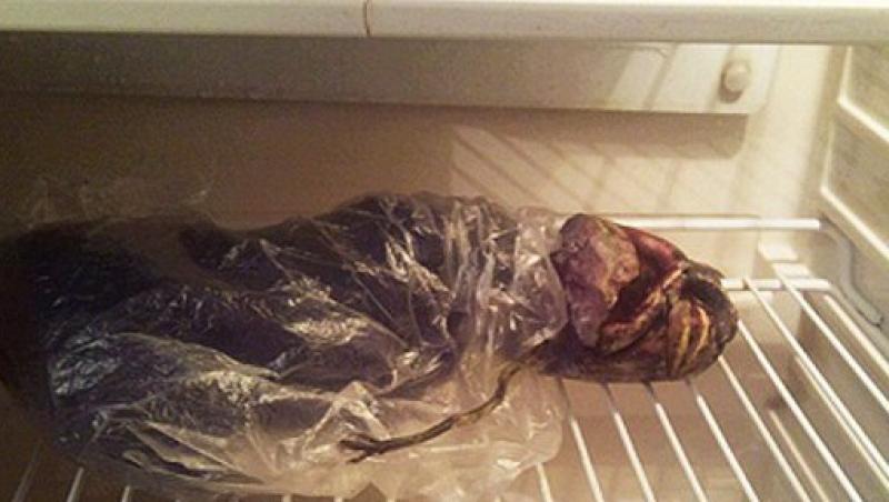 FOTO SOC! O rusoaica a tinut in frigider cadavrul unui extraterestru