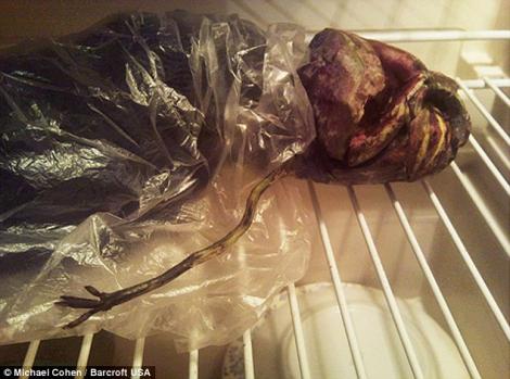 FOTO SOC! O rusoaica a tinut in frigider cadavrul unui extraterestru