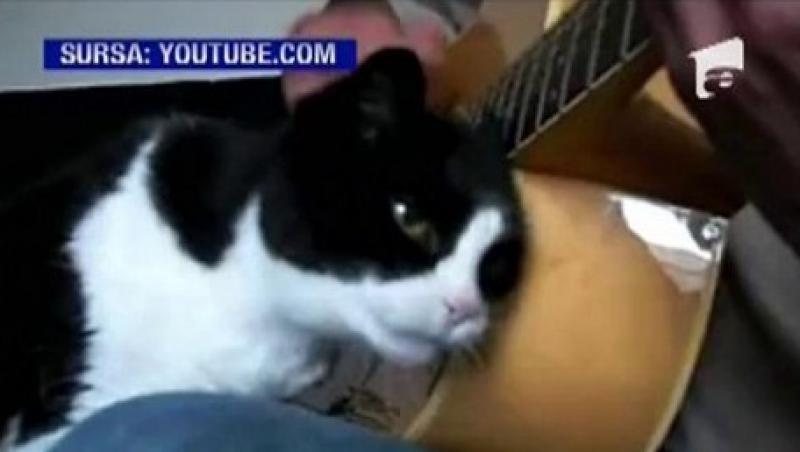 VIDEO! Vezi pisica ce canta la chitara!