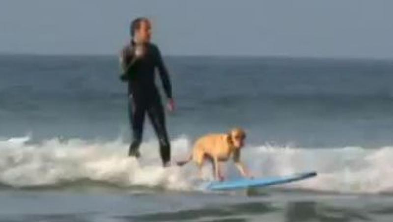 VIDEO! Marea Britanie: Un caine face surf impreuna cu stapanul sau