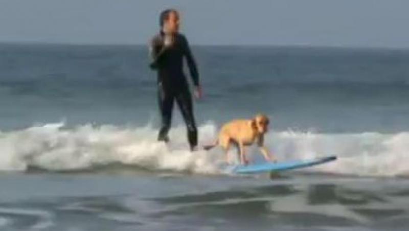 VIDEO! Marea Britanie: Un caine face surf impreuna cu stapanul sau