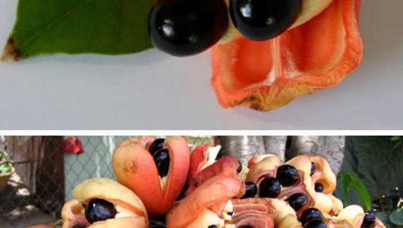 FOTO! Vezi care sunt cele mai exotice fructe din lume