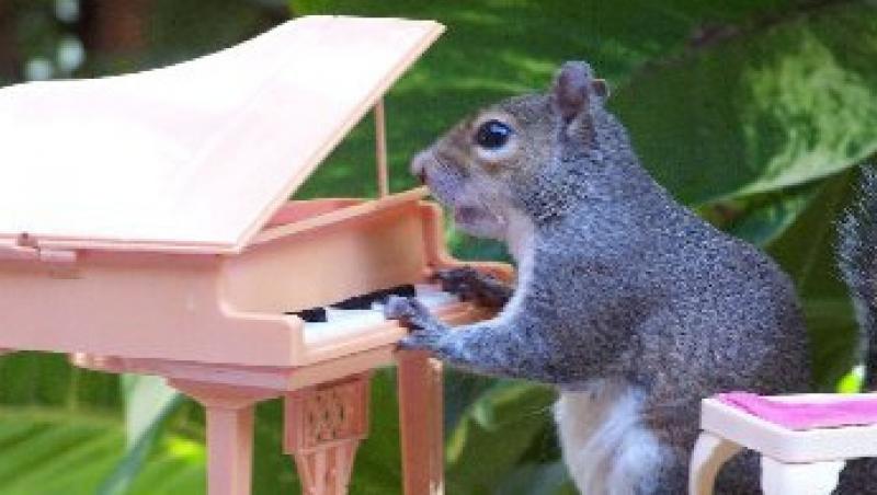 FOTO! Vezi veveritele care canta la pian si joaca biliard!