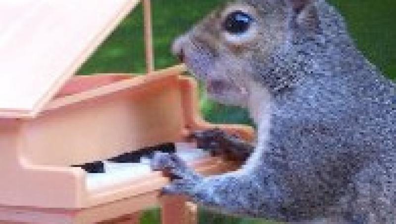 FOTO! Vezi veveritele care canta la pian si joaca biliard!