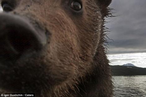 FOTO! Vezi primul urs Kamciatka fotografiat la cativa centimetri distanta!