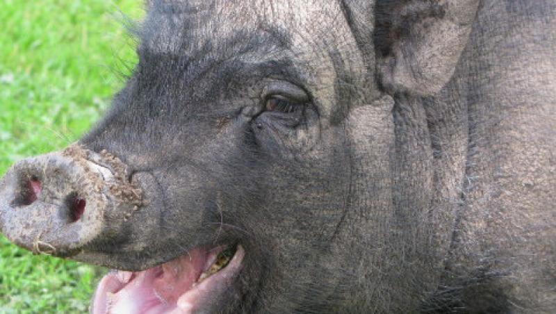 VIDEO! Porcii vietnamezi - la mare cautare anul acesta printre romani!