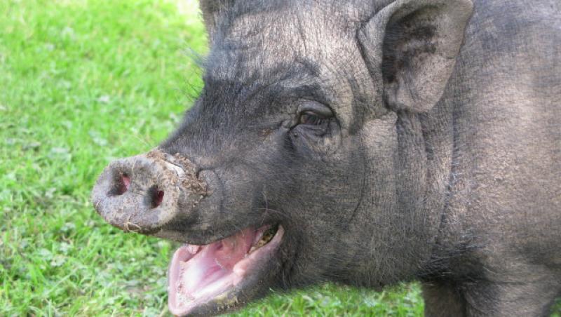 VIDEO! Porcii vietnamezi - la mare cautare anul acesta printre romani!