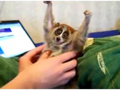 VIDEO! Vezi cea mai fericita maimutica din lume!