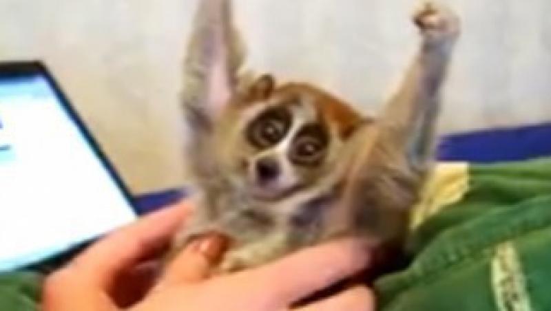 VIDEO! Vezi cea mai fericita maimutica din lume!