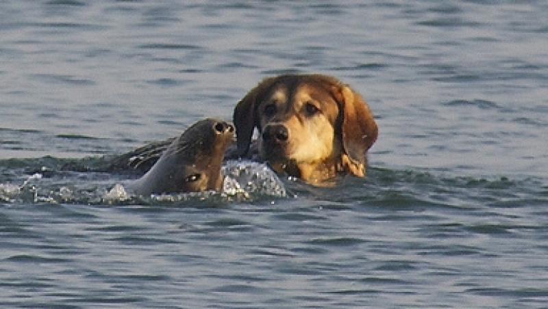 FOTO! Prietenie inedita: O foca se joaca cu doi caini!