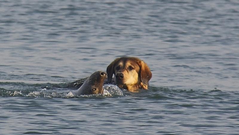 FOTO! Prietenie inedita: O foca se joaca cu doi caini!