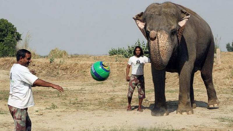 FOTO! Maya, elefantul care l-ar face gelos chiar si pe Ronaldo!