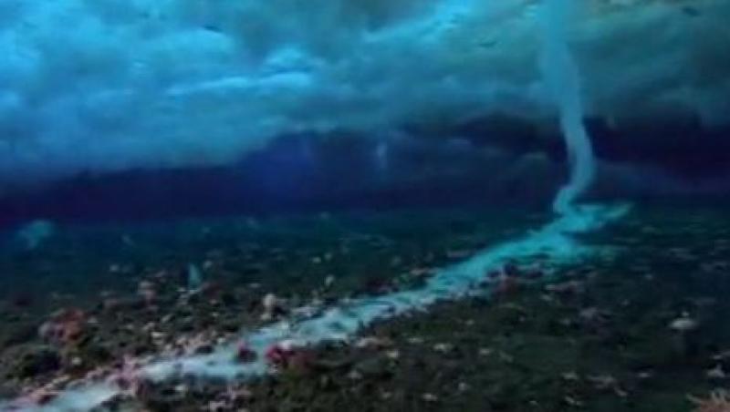 VIDEO! Fenomen spectaculos: Turturi uriasi ucigasi pe fundul oceanului in Antarctic