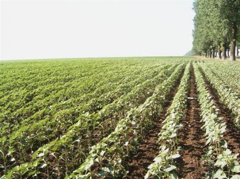 APDRP: 50 de milioane de euro pentru instalarea tinerilor fermieri in mediul rural