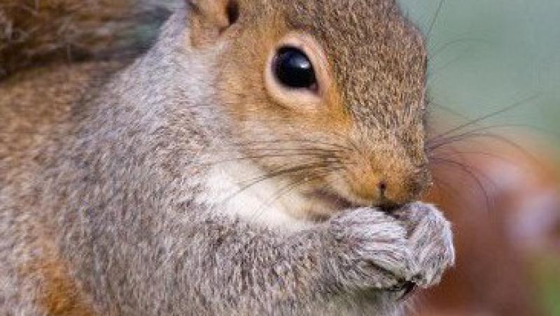 VIDEO! Vezi cum se hraneste o veverita cu biberonul!